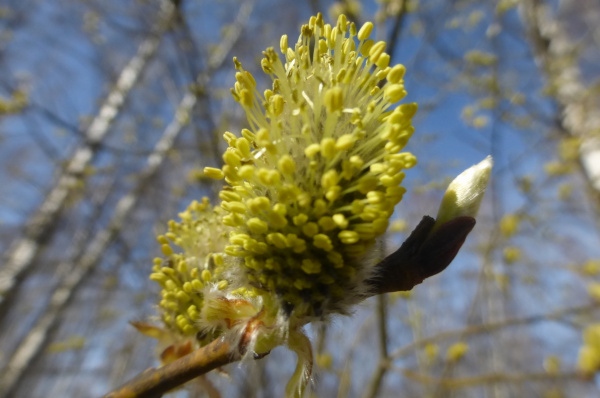 Пушистик весны